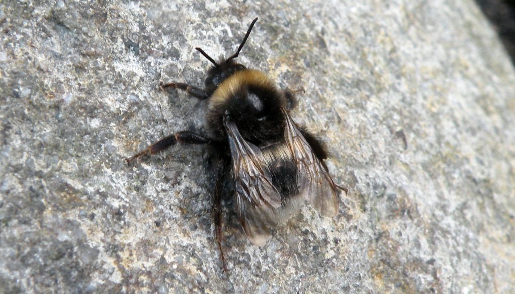 Un Bombus (Psithyrus?) problematico...